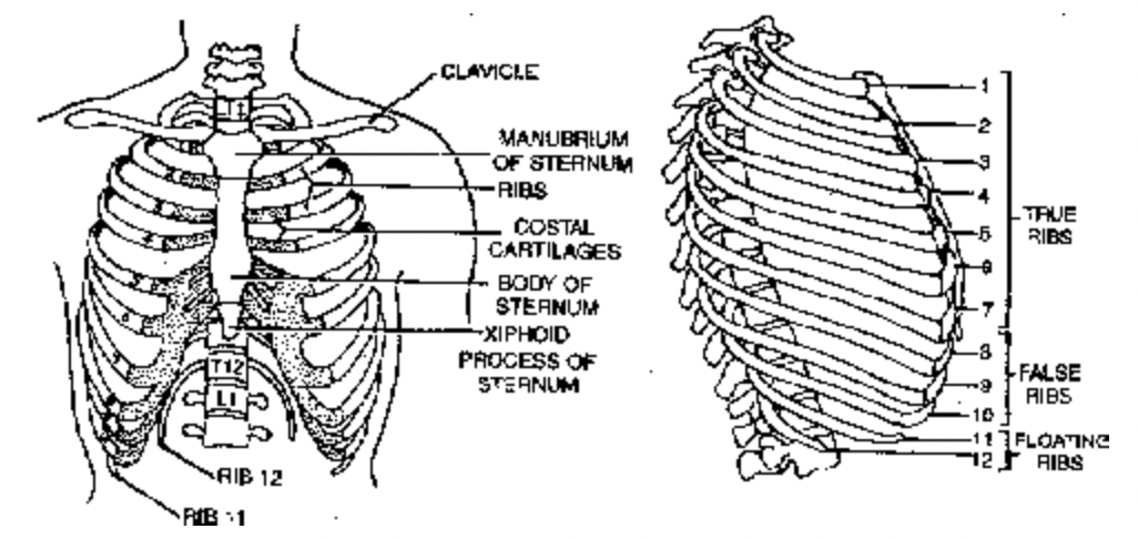 Skeletal System in Man
